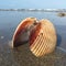 Shells connected with each other, at the beach.