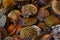 Shells in fish market at Istanbul, Turkey