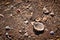 Shells on Florida Beach