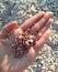 Shells in hand stone background