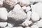 Shells laying next to each other on a beach.