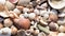 Shells, lots of different sea shells and snail shells on beach