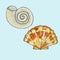 shells, mollusks live in the sea or ocean of different shapes