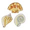 shells, mollusks live in the sea or ocean of different shapes, a spiral, a fan, a triangle