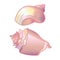Shells. Mother-of-pearl, pink sea shells. Shellfish