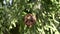 Shells of nut of Japanese cypress or Hinoki or Chamaecyparis obtusa