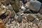 Shells pebbles and rocks on a beach