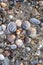 Shells pebbles and stones on the beach