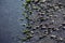 Shells and plants on a wet rock