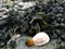 Shells on rock with seaweed background