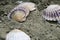 shells on the sand