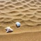 Shells on sandy Tropical beach with sea shells on Summer holiday