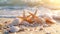 Shells and Starfish on Sandy Beach