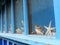 Shells and starfishes in a dusty window of an old fisherman hut. Ocean, Ile d\\\'Oleron, France