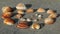 Shells of various sizes with orange coloring and raised lines on