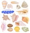 Shells vector marine seashell and ocean cockle-shell underwater illustration set of shellfish and clam-shell or conch