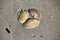 Shells washed up on the sandy shore at Hutt\'s beach near Bunbury western Australia on a fine sunny winter morning.