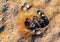 Shells and whelks on orange rock on a beach in Royal National Park in Sydney