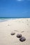 Shells on a wonderful tropical beach