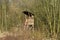 The shelter of an autumn forest deer hunter on the edge of the forest.