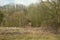 The shelter of an autumn forest deer hunter on the edge of the forest.