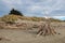 Shelter of branches on deserted beach