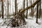 A shelter built by kids by trees in the woods, who are covered in snow on a foggy day.