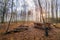 Shelter in a forest sunrise