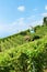 Shelter house with flag at Terraces Lavaux in Switzerland