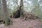 A shelter made of wood in forest