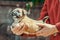 In the shelter a purebred one-eyed puppy in the arms of a woman in a red jacket