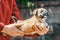 In the shelter a purebred one-eyed puppy in the arms of a woman in a red jacket