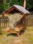 Sheltered wooden feeder fully filled with hay