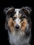 Sheltie on a black background. Beautiful marbled dog.