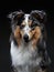 Sheltie on a black background. Beautiful marbled dog.