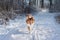 Sheltie bringing a ball to his owner in sunny forest.