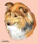 Sheltie colorful vector hand drawing portrait