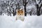 Sheltie dog activity in the snow. Playing in winter park