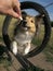 Sheltie dog agility