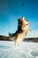 Sheltie dog (Canis lupus familiaris) jumping in the snow