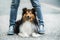 Sheltie dog between the legs of his owner