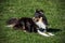 Sheltie dog lies on a green meadow.