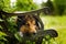 Sheltie dog lying on a old garden bench