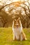 Sheltie dog in a park with green field and sunset.