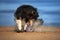 sheltie dog playing with a ball on the beach