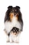 Sheltie dog posing with a puppy on white