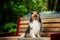Sheltie dog sitting on a park bench
