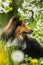 Sheltie dog in a spring flower meadow