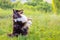 Sheltie dog stands on its hind legs