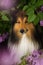 Sheltie dog under a lilac tree